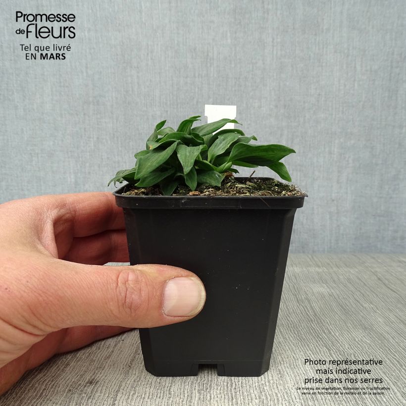 Alstroemeria Pitchounes Timoté Vasetto da 8/9 cm esemplare consegnato in primavera