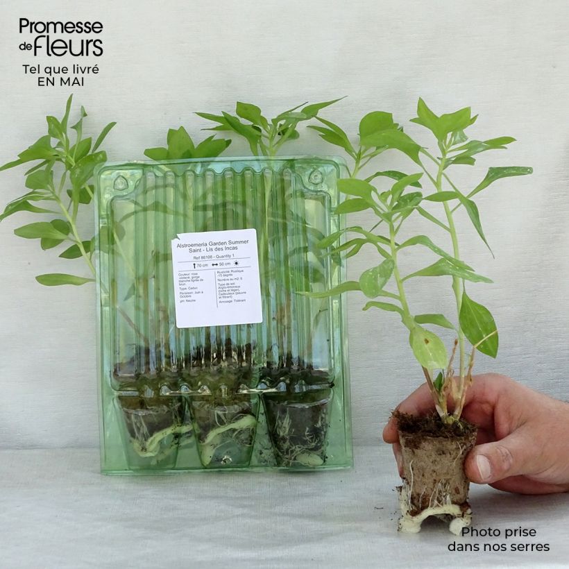 Alstroemeria Garden Summer Saint zolla 4 cm x 4,5 cm esemplare consegnato in primavera