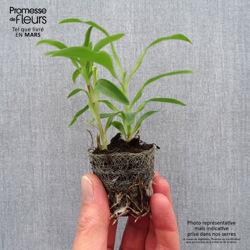 Alstroemeria Garden Summer Snow zolla 4 cm x 4,5 cm esemplare consegnato in primavera