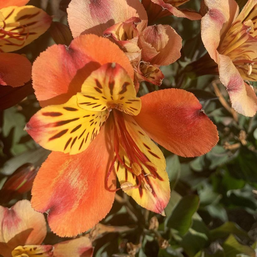 Alstroemeria Indian Summer (Fioritura)