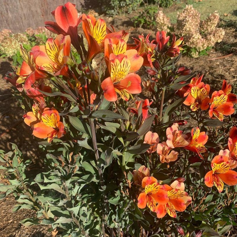 Alstroemeria Indian Summer (Porto)