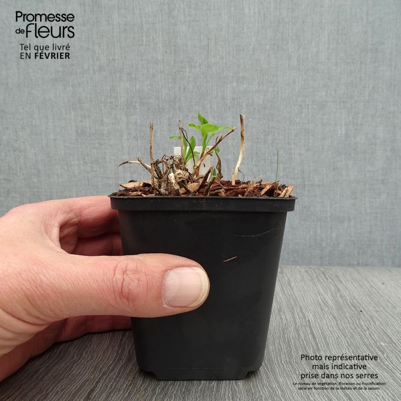 Alstroemeria Mars Vasetto da 8/9 cm esemplare consegnato in inverno