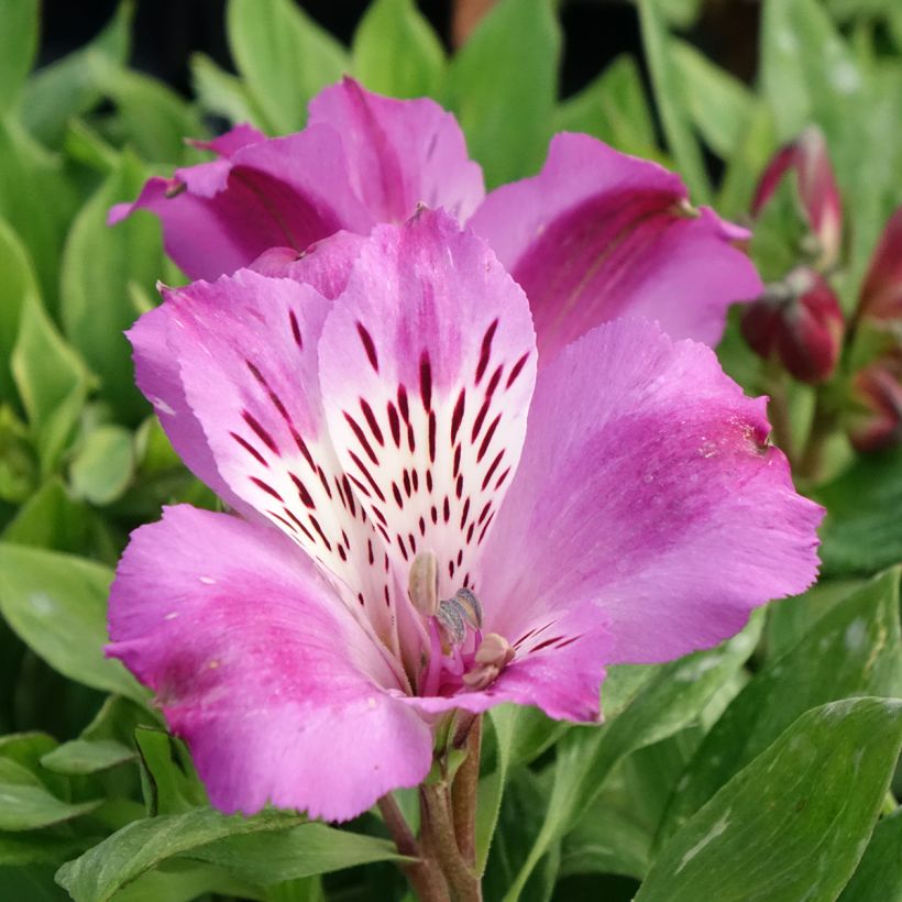 Alstroemeria Pitchounes Lucas (Fioritura)