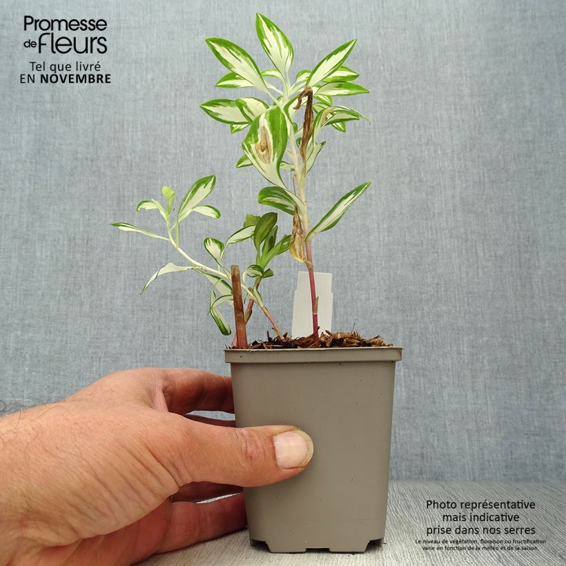Esemplare di Alstroemeria Rock'n roll Vasetto da 8/9 cm come consegnato in autunno