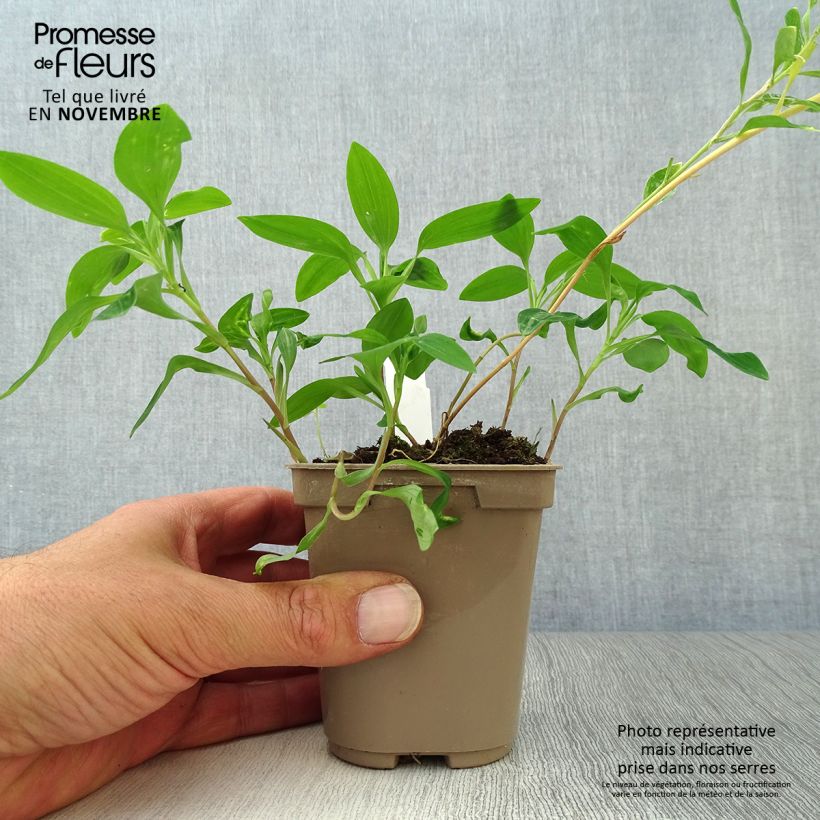 Esemplare di Alstroemeria Sweet Laura Vasetto da 8/9 cm come consegnato in autunno