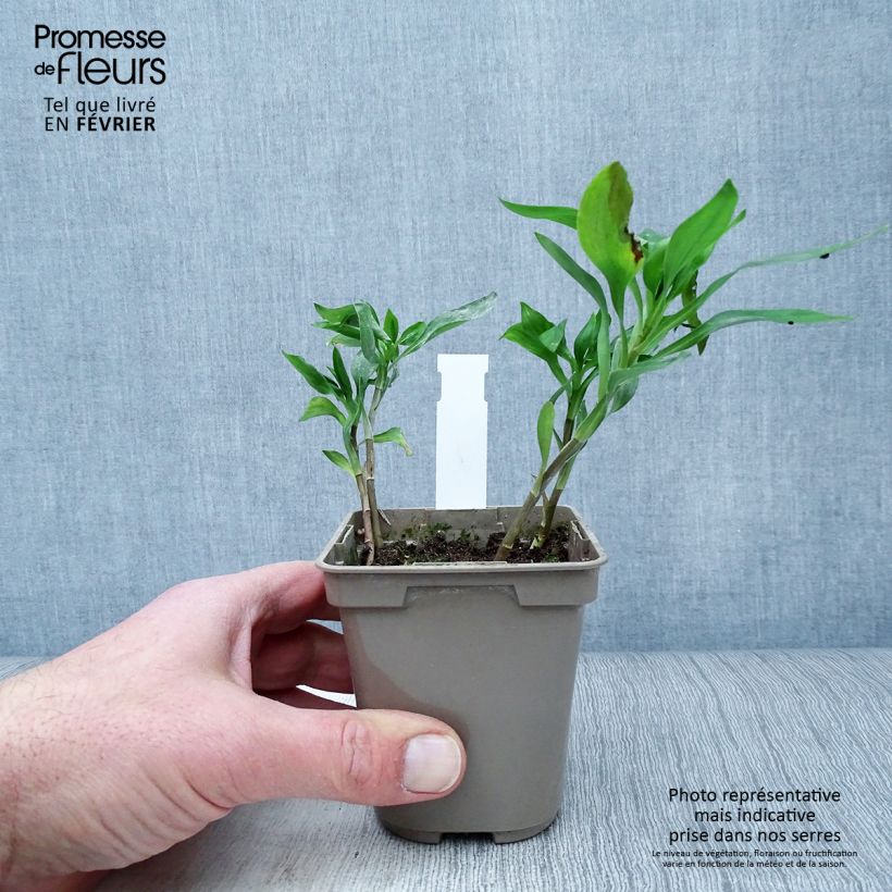 Alstroemeria Sweet Laura Vasetto da 8/9 cm esemplare consegnato in inverno