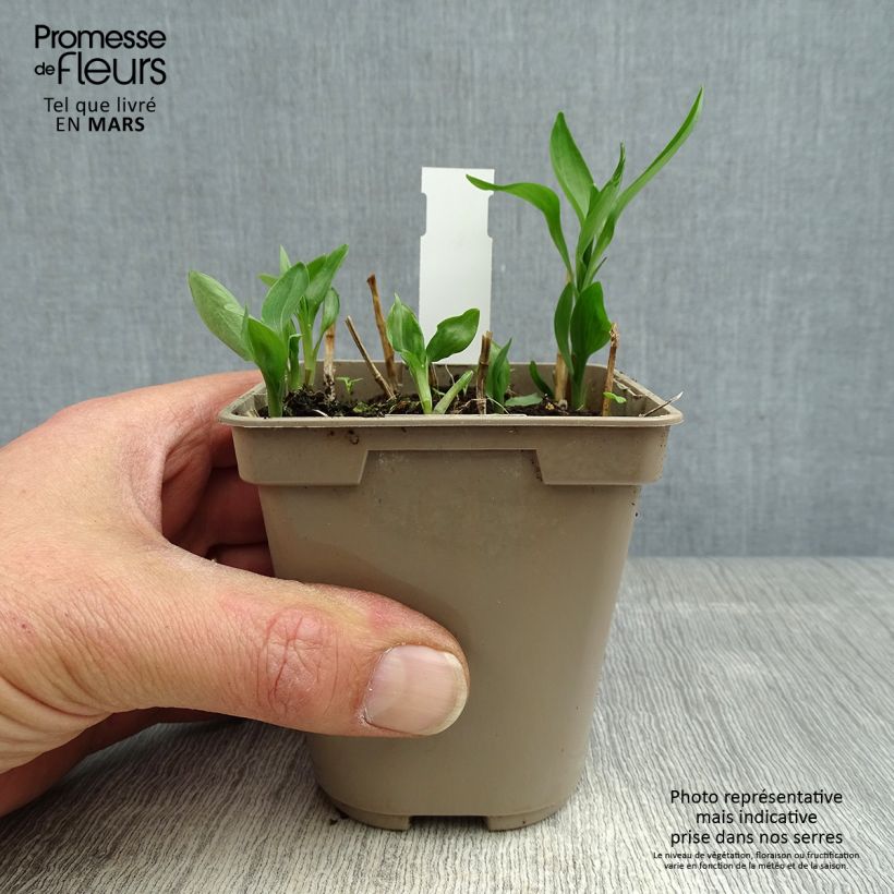 Alstroemeria Sweet Laura Vasetto da 8/9 cm esemplare consegnato in primavera