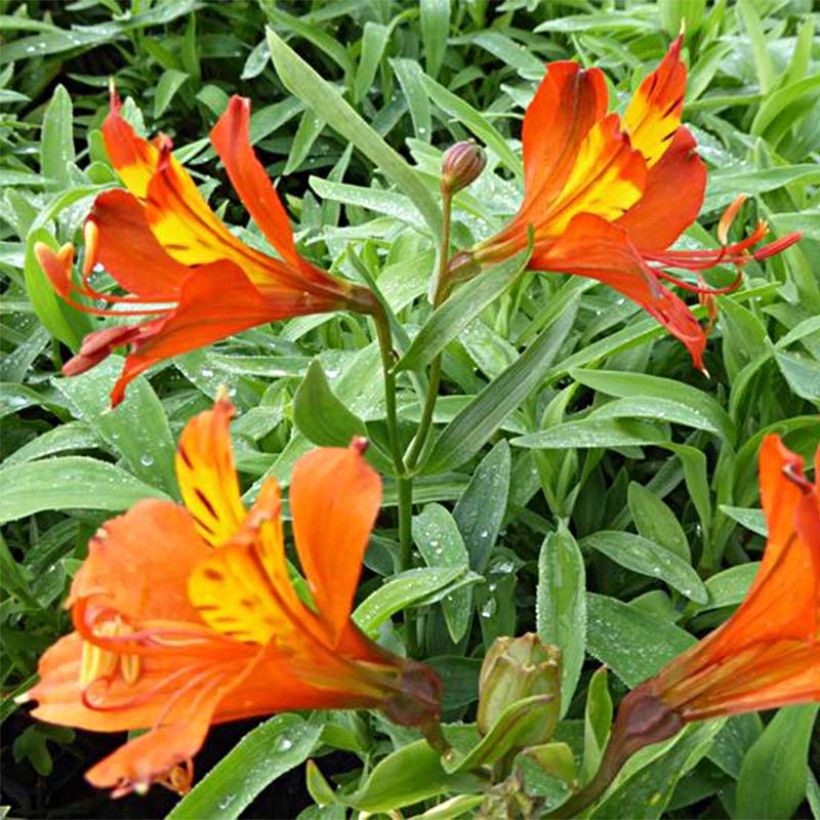 Alstroemeria aurantiaca Orange King (Fioritura)