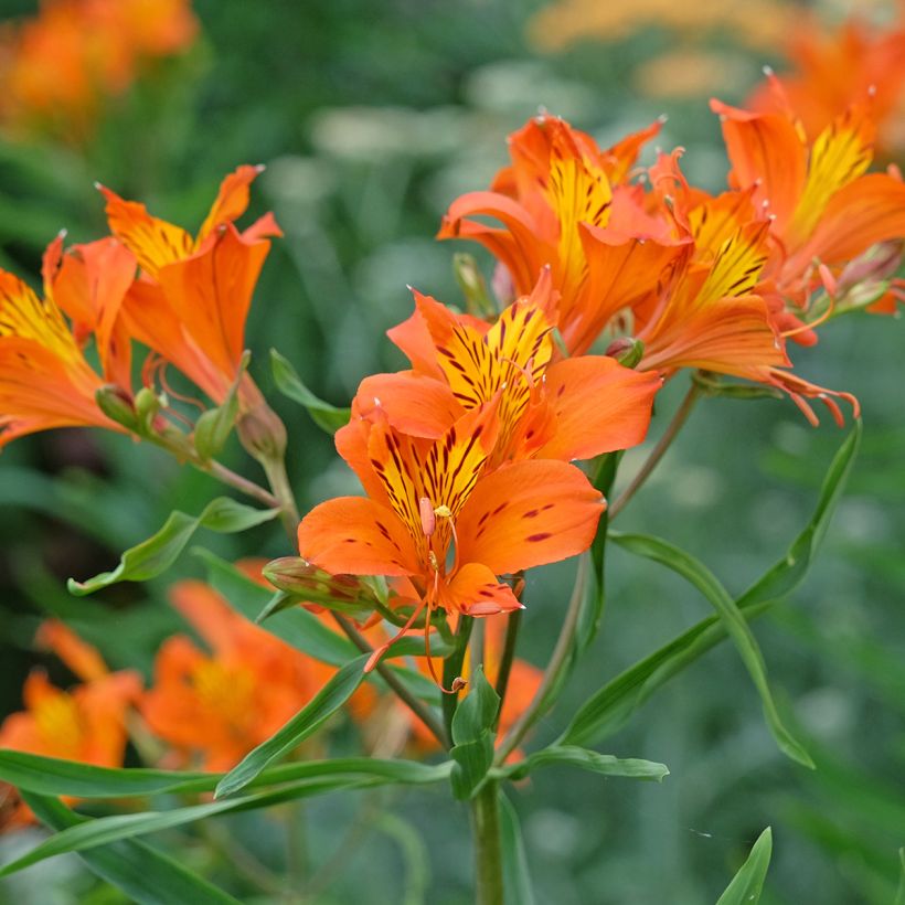 Alstroemeria aurantiaca Orange King (Fioritura)