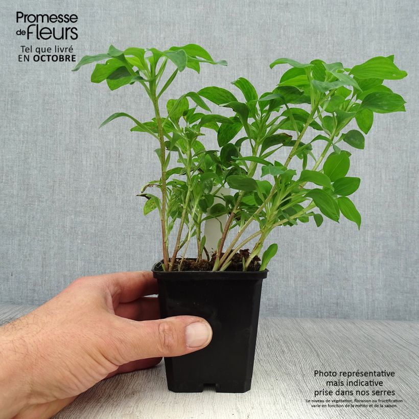 Esemplare di Alstroemeria psittacina Vasetto da 8/9 cm come consegnato in autunno