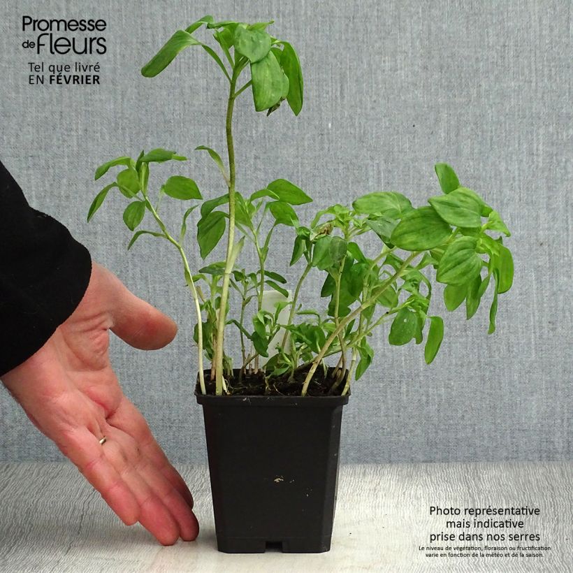 Alstroemeria psittacina Vasetto da 8/9 cm esemplare consegnato in inverno