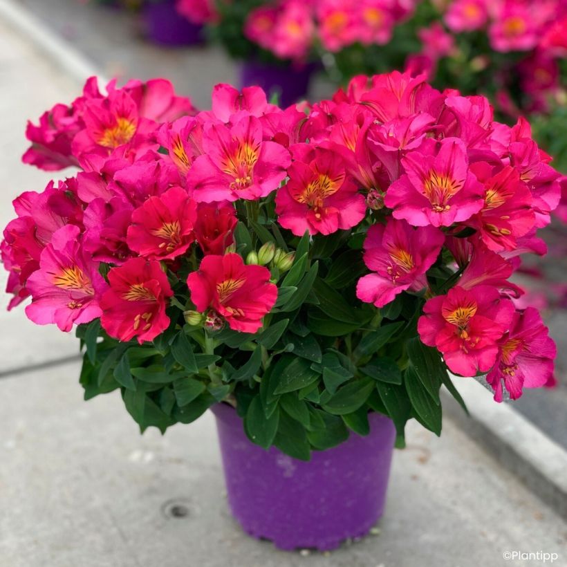 Alstroemeria Incalys Cherry (Porto)
