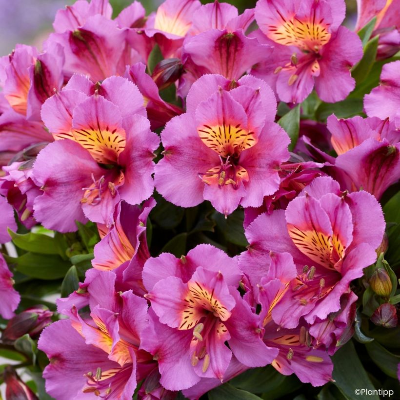 Alstroemeria Incalys Purple (Fioritura)