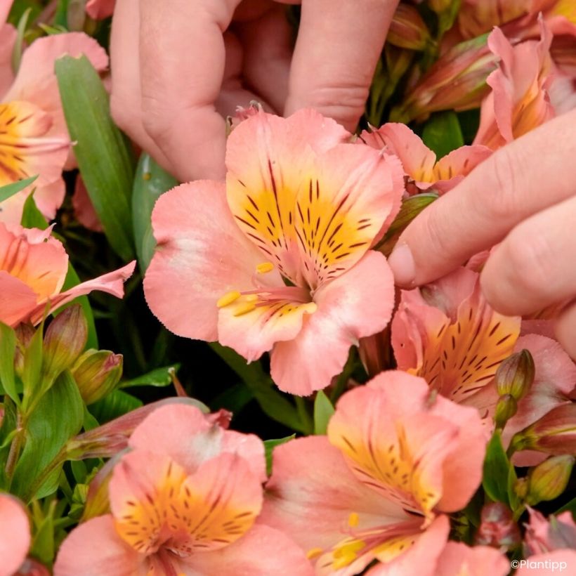 Alstroemeria Incalys Salmon (Fioritura)