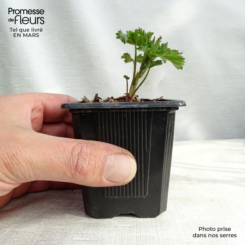 Althaea cannabina - Malva canapina Vasetto da 8/9 cm esemplare consegnato in inverno