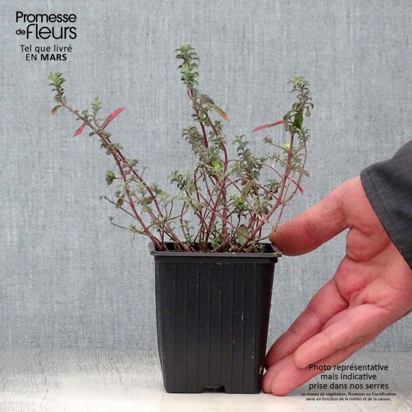 Alyssum argenteum - Alisso argenteo Vasetto da 7/8 cm esemplare consegnato in primavera