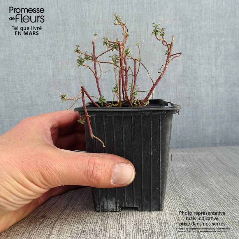 Alyssum argenteum - Alisso argenteo Vasetto da 7/8 cm esemplare consegnato in inverno