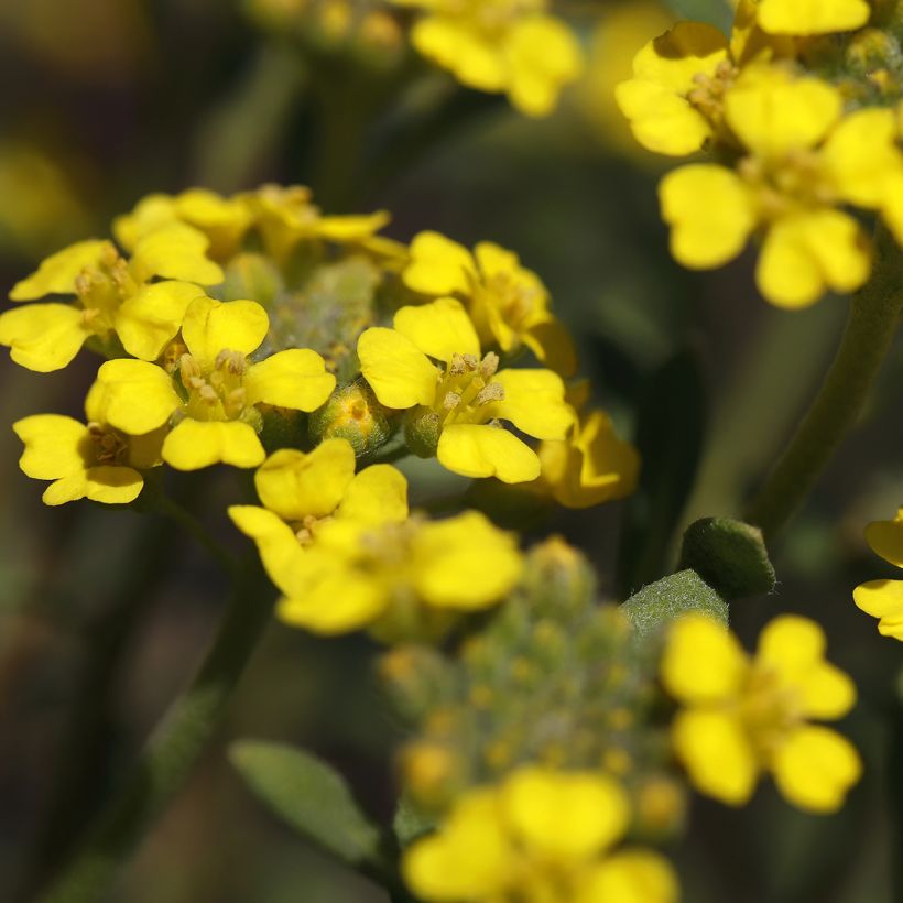 Alyssum montanum Berggold - Alisso montanino (Fioritura)