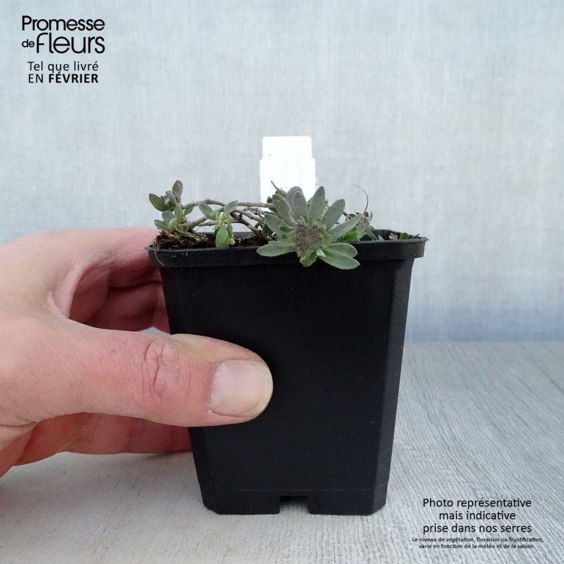 Alyssum montanum Berggold - Alisso montanino Vasetto da 8/9 cm esemplare consegnato in inverno