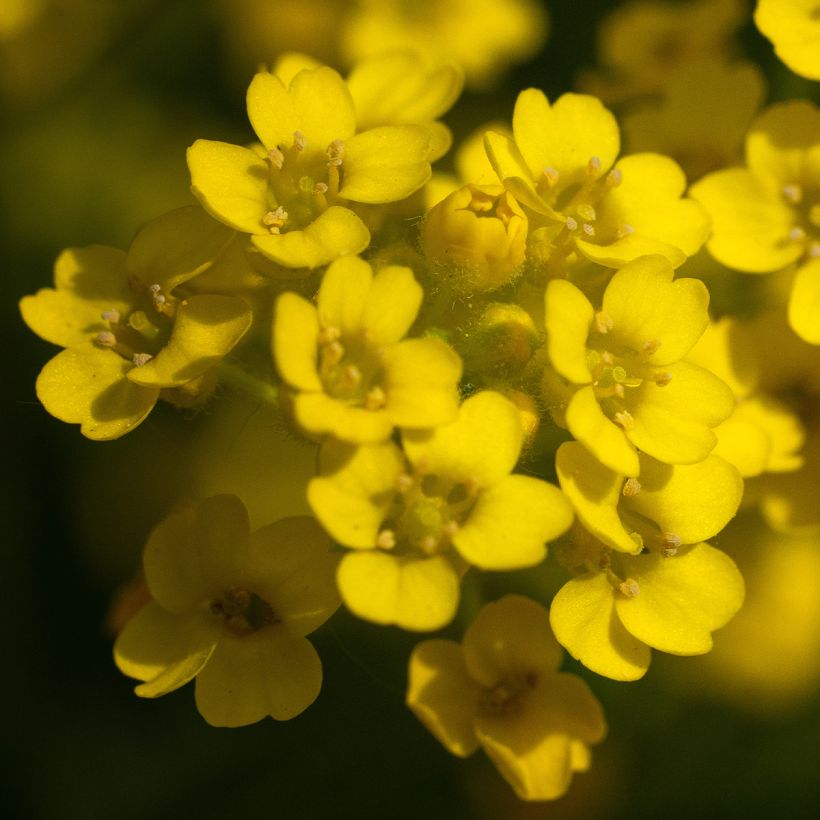 Alyssum saxatilis Compactum - Alisso giallo (Fioritura)