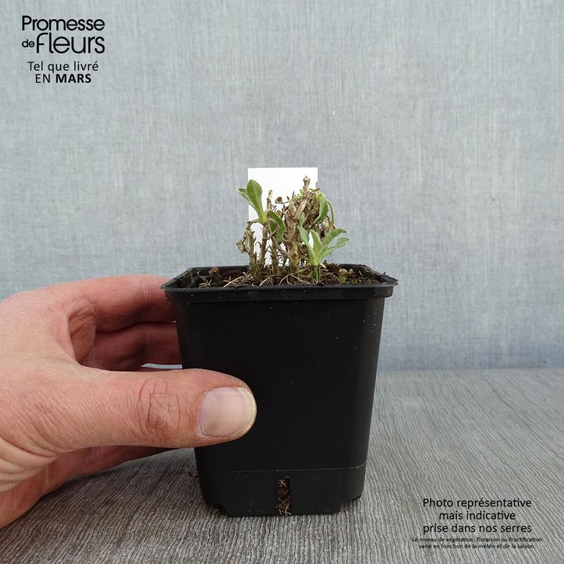 Alyssum saxatilis Compactum - Alisso giallo Vasetto da 8/9 cm esemplare consegnato in inverno