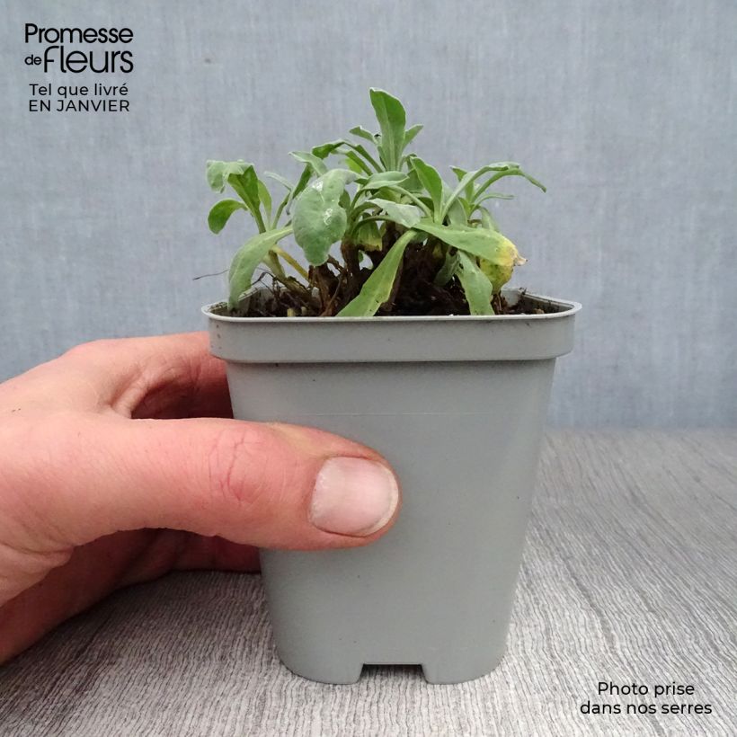 Alyssum saxatilis Goldkugel - Alisso giallo Vasetto da 8/9 cm esemplare consegnato in inverno