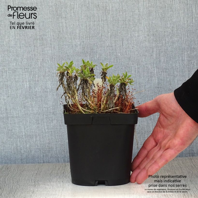 Alyssum saxatilis Goldkugel - Alisso giallo Vaso da 2L/3L esemplare consegnato in inverno