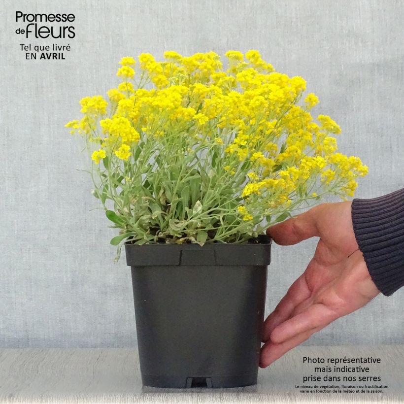 Alyssum saxatilis Goldkugel - Alisso giallo Vaso da 2L/3L esemplare consegnato in primavera