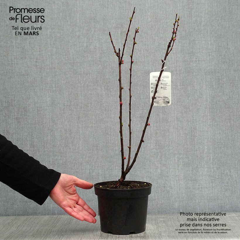 Prunus triloba - Mandorlo da fiore Vaso da 2L/3L esemplare consegnato in inverno