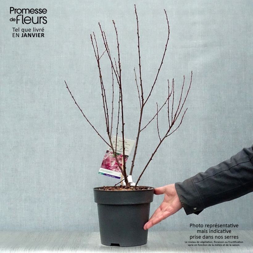 Prunus triloba - Mandorlo da fiore Vaso da 4L/5L esemplare consegnato in inverno