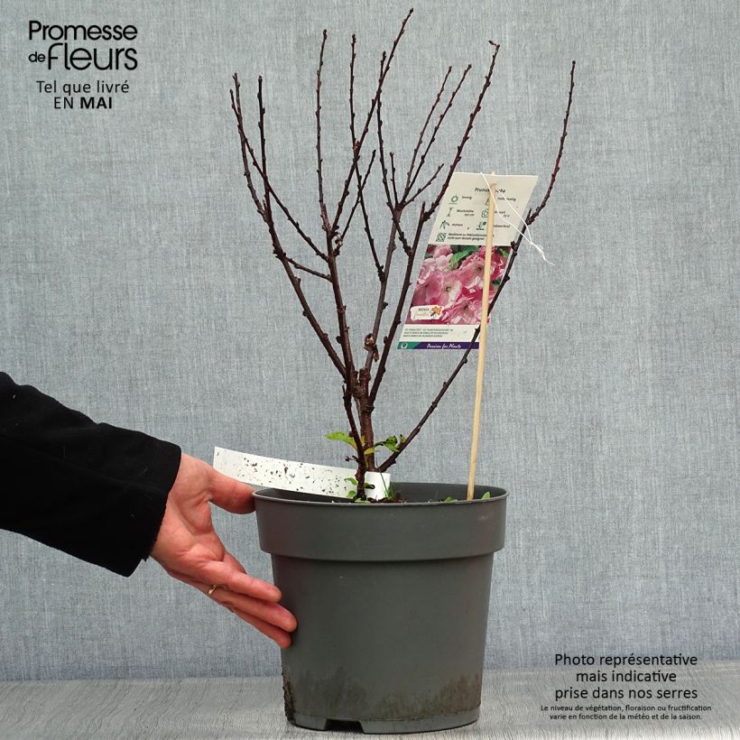 Prunus triloba - Mandorlo da fiore Vaso da 4L/5L esemplare consegnato in primavera