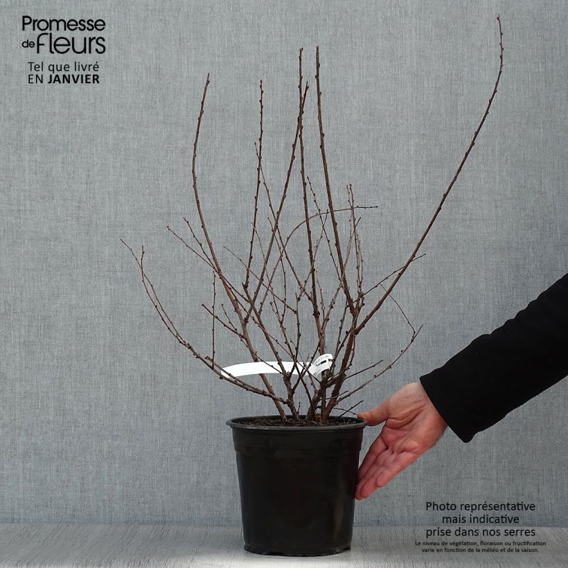 Prunus triloba Multiplex - Mandorlo da fiore Vaso da 4L/5L esemplare consegnato in inverno