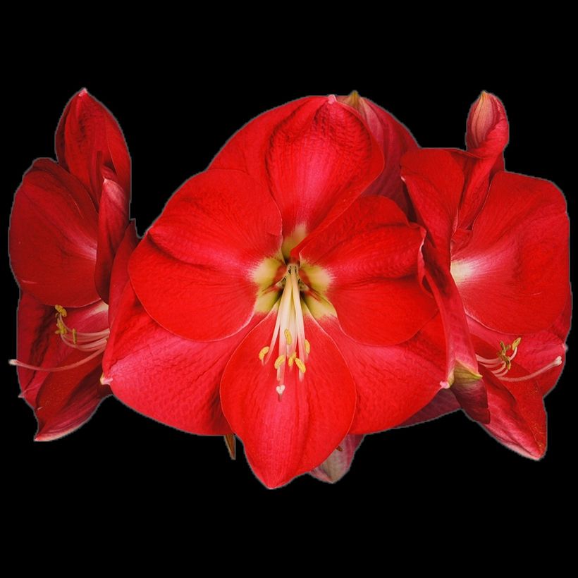 Amaryllis Candy Cream - Hippeastrum (Fioritura)