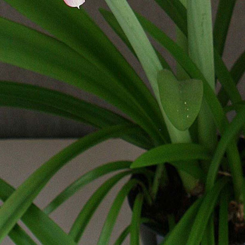 Amaryllis Pink Rascal - Hippeastrum (Fogliame)