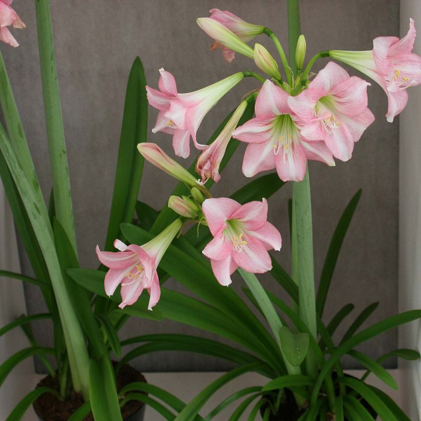 Amaryllis Pink Rascal - Hippeastrum (Porto)