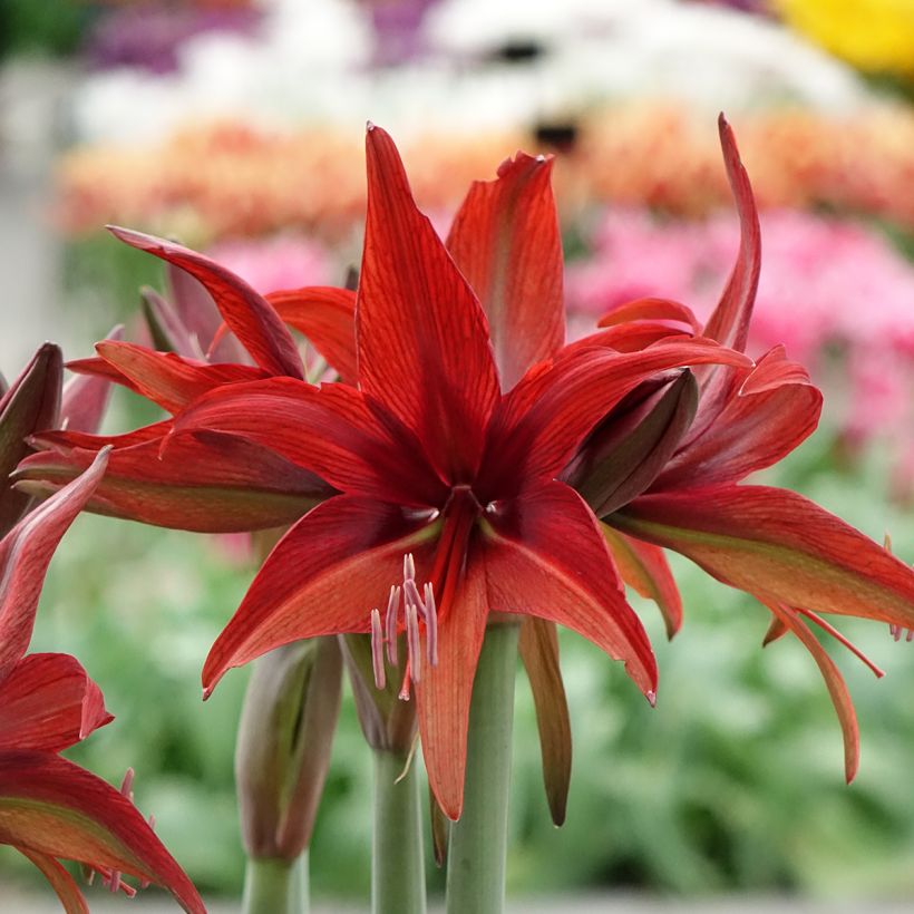 Amaryllis Cybester Bogota - Hippeastrum (Fioritura)