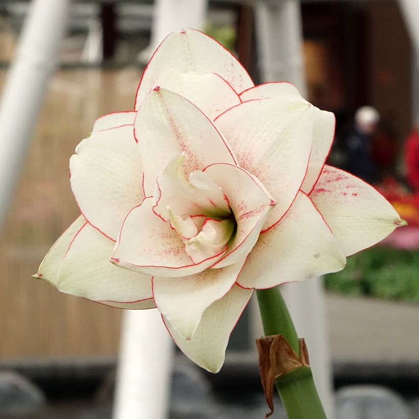 Amaryllis double Elvas - Hippeastrum (Fioritura)