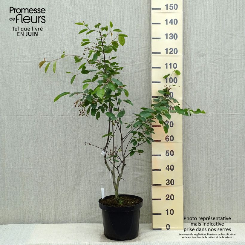 Amelanchier laevis Ballerina Vaso da 7,5L/10L esemplare consegnato in primavera
