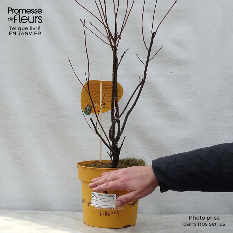 Amelanchier alnifolia Saskatoon Berry - Amelanchier Vaso da 4L/5L esemplare consegnato in inverno