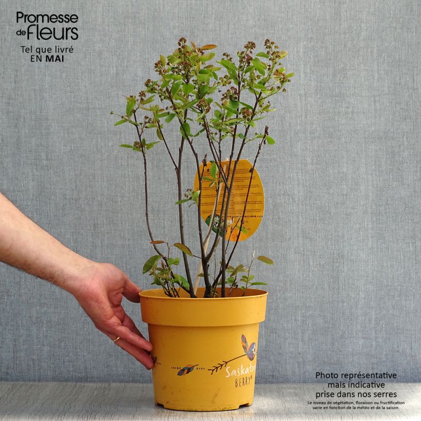 Amelanchier alnifolia Saskatoon Berry - Amelanchier Vaso da 4L/5L esemplare consegnato in primavera