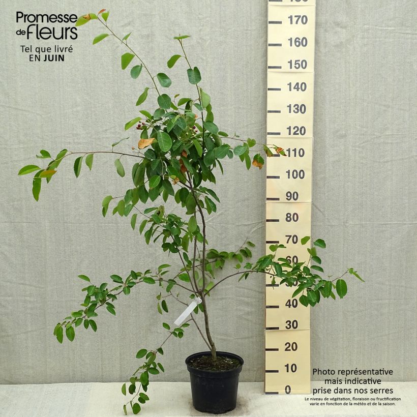 Amelanchier canadensis - Pero corvino Vaso da 7,5L/10L esemplare consegnato in primavera