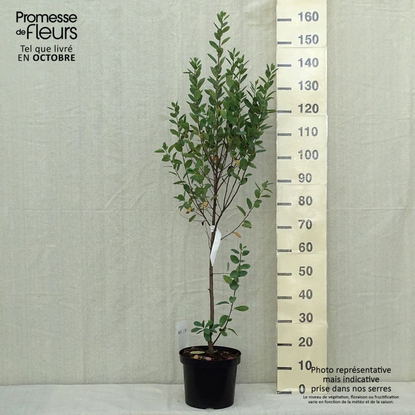 Esemplare di Amelanchier canadensis Rainbow Pillar - Pero corvino Vaso da 4L/5L come consegnato in autunno