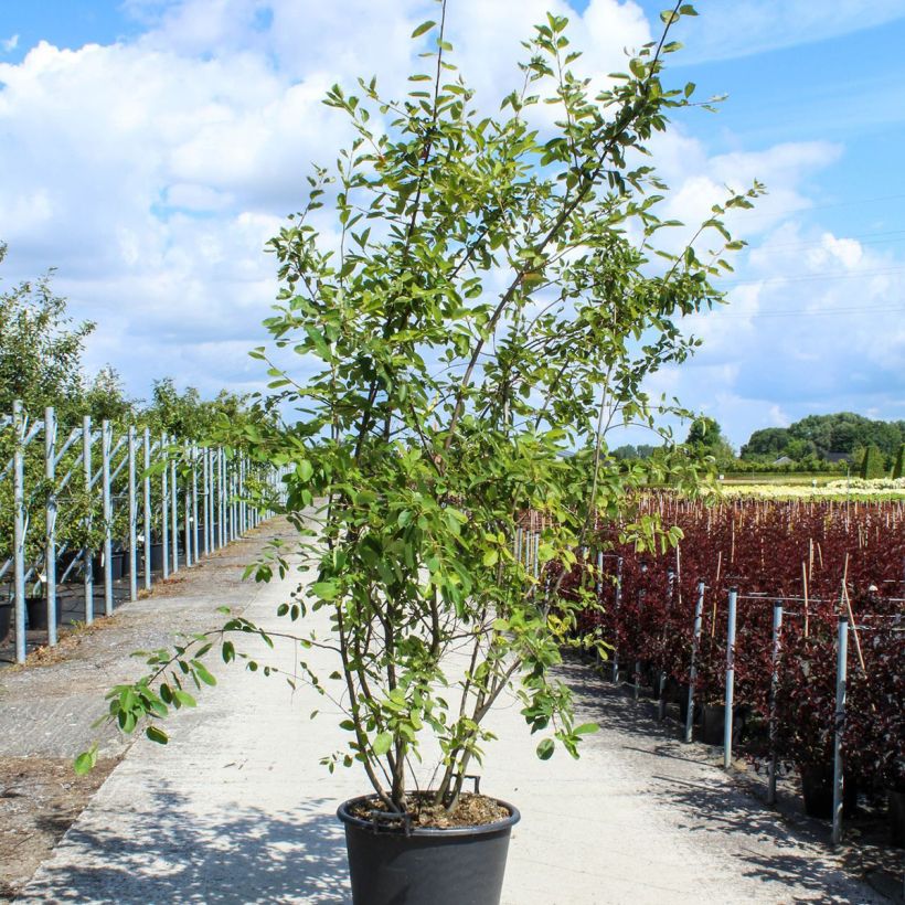Amelanchier lamarckii - Pero corvino Vaso da 70L/75L esemplare consegnato in primavera