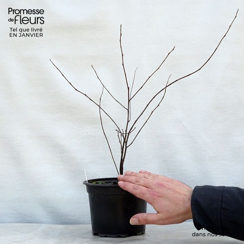 Amelanchier lamarckii - Pero corvino Vaso da 3L/4L esemplare consegnato in inverno