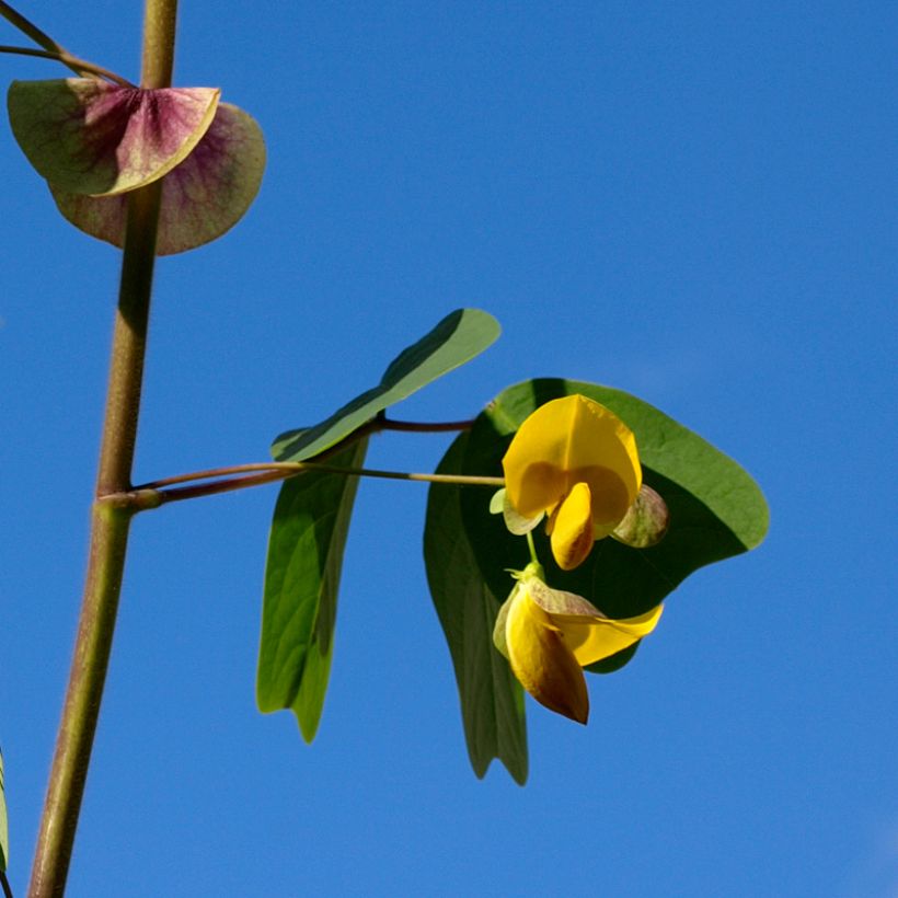 Amicia zygomeris (Fioritura)