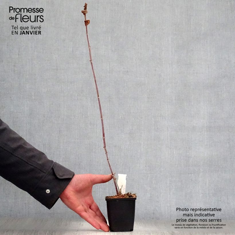 Amicia zygomeris Vasetto da 8/9 cm esemplare consegnato in inverno