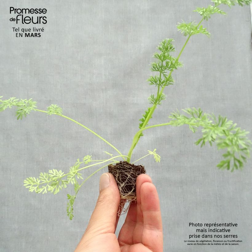 Ammi visnaga Il gigante esemplare consegnato in primavera