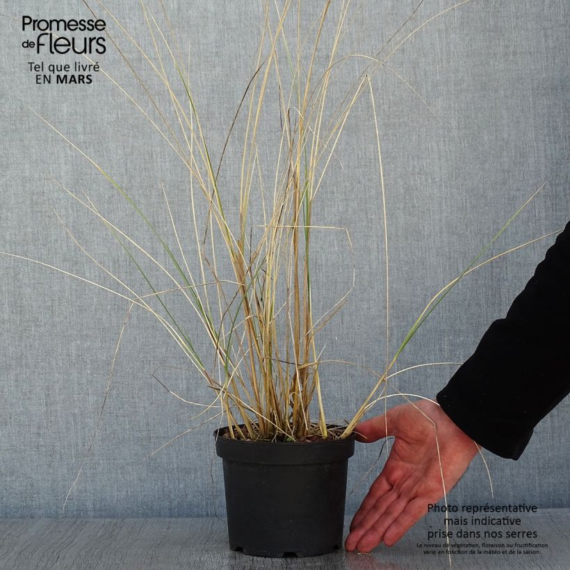 Ammophila arenaria Vaso da 2L/3L esemplare consegnato in inverno