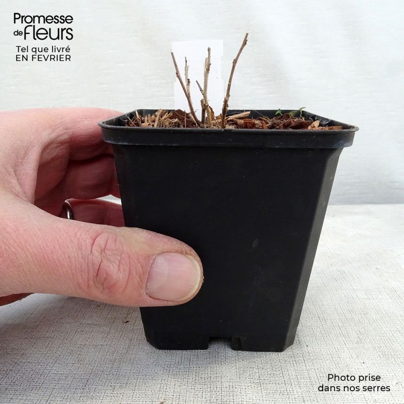 Amorpha canescens Vasetto da 8/9 cm esemplare consegnato in inverno