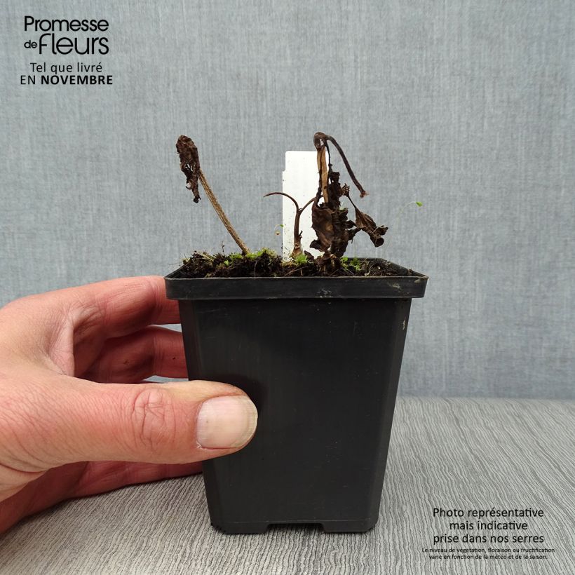 Esemplare di Physalis alkekengi var. franchetii - Alchechengi Vasetto da 8/9 cm come consegnato in autunno